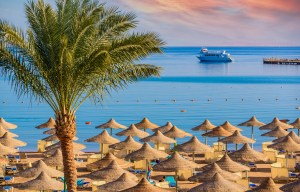 a palm tree on a beach with umbrellas and a boat in the background